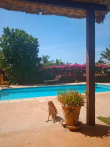 Gallery image of Villa Keur Dior in Nianing +16 photos