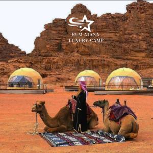 a woman standing next to three camels in the desert at WADI RUM ATANO lUXURY CAMP in Wadi Rum