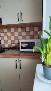 un microondas sentado en una encimera de cocina con una planta en Василя Стуса 10 City Rooms, en Bila Tserkva