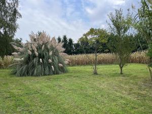 two trees in a field with grass at L'Oiselière - Campagne - Proche circuit - 5p in Mulsanne