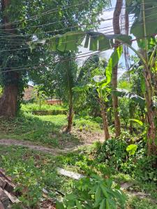 ベレンにあるSuíte a 2km da COP, vila da cop, Aeroporto, UFPA e Rodoviariaの木々や植物が植わる森の道