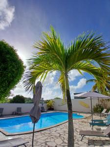 a palm tree next to a swimming pool at Ti Village Creole in Sainte-Anne