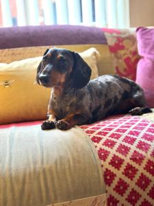a dog sitting on top of a couch at The Old Shop at Savile House - Sherwood Forest in Ollerton