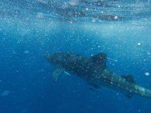 a whale shark swimming in the blue water at La Maison de Morgana in Bemoko