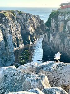 un gabbiano in piedi su alcune rocce vicino all'acqua di PENICHE As Estrelas Proches centre ville et petite plage Trois établissements indépendants climatisés et de tout confort a Peniche Altre 4 foto