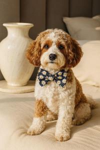 a dog wearing a bow tie sitting on a bed at Private CBD Bedroom in a Shared Apartment on Brisbane River in Brisbane