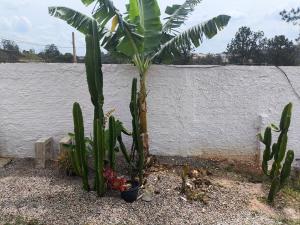 a palm tree in front of a wall at Chacara famíliar cantinho que Deus nos Deu in Votorantim
