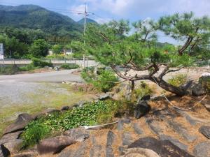 a tree on the side of a road at Choongju Garden Arirang Pension in Chungju