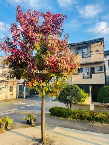 東京にある一叶軒 東京民宿 One-Leaf Houseの建物前の赤い葉の木