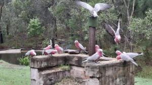 Άλλα ζώα σε αυτή η παραθεριστική κατοικία ή στη γύρω περιοχή