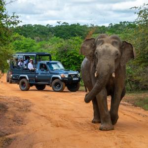 Zvířata v hotelu nebo okolí