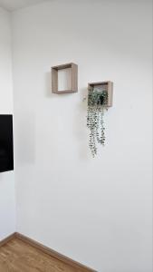 a white wall with two windows in a room at Spring 2 in Petrovaradin +3 photos