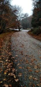 a gravel road with leaves on the ground at Pangeo forest village in Mousthéni