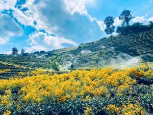 a field of yellow flowers in front of a field at หลินฝูเอิน Ling Fu En in Mae Salong