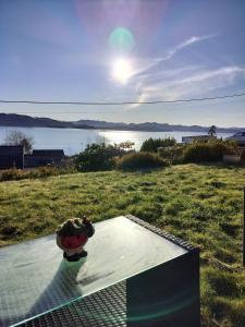 a glass table with a plant sitting on top of it at Prekestolen, Pulpit Rock in Strand