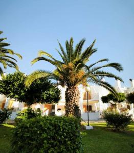 un palmier devant un bâtiment dans l'établissement Cabo Roig Cristalmar, à Cabo Roig