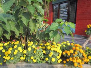Taman di luar New Annapurna Guest House
