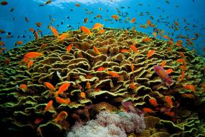 a coral reef with a lot of fish on it at Three Corners Sunny Beach Resort in Hurghada +112 photos