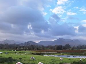 a herd of sheep grazing in a field at 1 Bed in Ullswater 94065 in Watermillock +8 photos