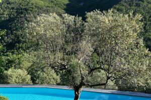 un arbre en face d'une piscine dans l'établissement 1 Bed Cottage Sleeps 4 Private Garden - Pool, à Colletta