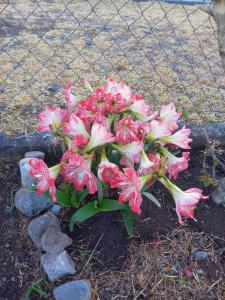 Un jardín fuera de Awesome Volcán Barú Views