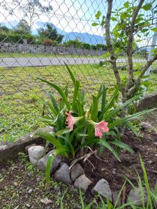 Un jardín fuera de Awesome Volcán Barú Views