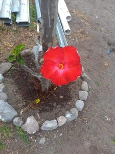 Un jardín fuera de Awesome Volcán Barú Views