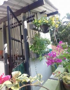 Κήπος έξω από το Little Nest