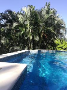 a swimming pool with palm trees in the background at Runaway Pineapple Lodge in Mangrove Bight