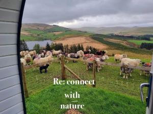 a herd of sheep in a field behind a fence at Forester's Retreat Glamping - Dinas View - Vaccinated dogs over the age of 2 are accepted in Aberystwyth