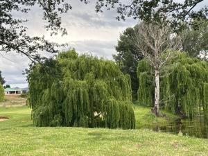 un arbre dans un champ à côté d'un étang dans l'établissement 127 Clarens Golf Villa, à Clarens