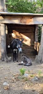 a cow standing next to a cow laying on the ground at Gite avec piscine et terrain in Valgorge +6 photos