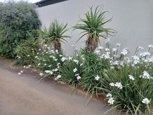 a bunch of white flowers and plants next to a wall at Dayspring Cottage in Howick
