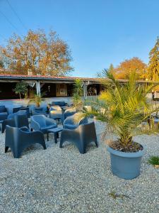 eine Gruppe von Stühlen und eine Palme in einem Innenhof in der Unterkunft La Petite Maison du Park in Boofzheim