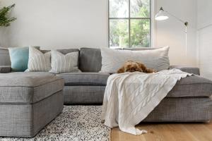 a dog laying on a couch in a living room at Backbeach House 1km to Beach in Blairgowrie
