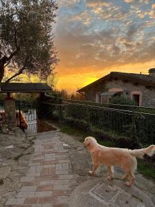 a brown dog standing next to a fence at sunset at Casetta nel Podere di Massi in Barberino di Mugello