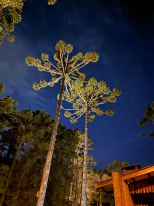 two palm trees standing next to each other at night at Recanto Bellagio in Campos do Jordão