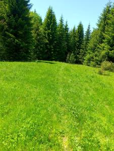 Gallery image of President Kop Apartman 106 in Kopaonik +57 photos