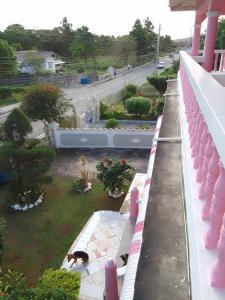 a dog walking on a balcony of a house at Pink flamingo in Port Antonio