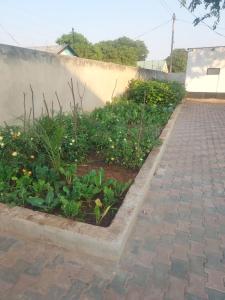 a garden with some plants and a brick sidewalk at Buffalo Bob Lodge in Livingstone +6 photos