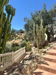 a cactus and stairs in a garden with a fence at Cortijo Chupito in Yunquera