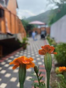 Billede fra billedgalleriet på Guest House Adilaj i Berat