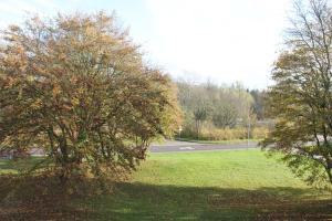 un arbre dans un champ à côté d'une route dans l'établissement Ferienwohnung F239 für 2-4 Personen an der Ostsee, à Schönberg in Holstein 1 autre photo