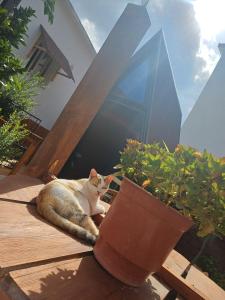 a cat sitting on a table next to potted plants at Guest House Adilaj in Berat