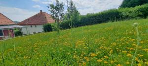 a field of yellow flowers in front of a house at Villa Venezia in Egerszalók