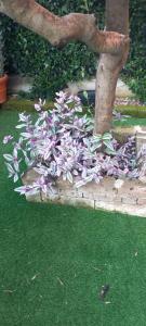 a pile of purple flowers next to a tree at La Perla del Naviglio in Cassina deʼ Pecchi