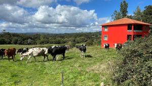 eine Kuhherde auf einer Weide neben einem roten Gebäude in der Unterkunft As Neveiras in Millerada