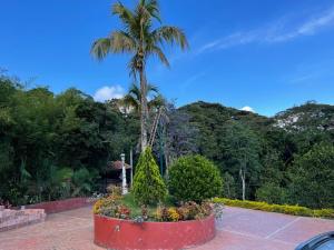 una palmera en un jardín con flores en una maceta en Hotel campestre los Arrieros, en Guaduas
