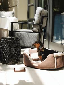a small dog sitting in a dog bed on the floor at The Bristol Belgrade in Belgrade