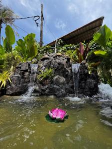 una flor rosa en el agua junto a una cascada en Scarlet's Cottage & Tea Garden, en Kochi